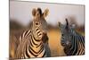 Plains Zebras at Sunset, Moremi Game Reserve, Botswana-Paul Souders-Mounted Photographic Print