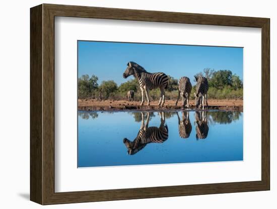 Plains zebras (Equus quagga) drinking at waterhole, Mashatu Game Reserve, Botswana, Africa-Sergio Pitamitz-Framed Photographic Print