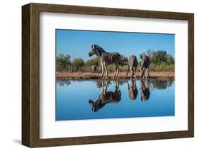 Plains zebras (Equus quagga) drinking at waterhole, Mashatu Game Reserve, Botswana, Africa-Sergio Pitamitz-Framed Photographic Print