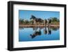 Plains zebras (Equus quagga) drinking at waterhole, Mashatu Game Reserve, Botswana, Africa-Sergio Pitamitz-Framed Photographic Print