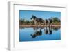 Plains zebras (Equus quagga) drinking at waterhole, Mashatu Game Reserve, Botswana, Africa-Sergio Pitamitz-Framed Photographic Print