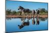 Plains zebras (Equus quagga) drinking at waterhole, Mashatu Game Reserve, Botswana, Africa-Sergio Pitamitz-Mounted Photographic Print