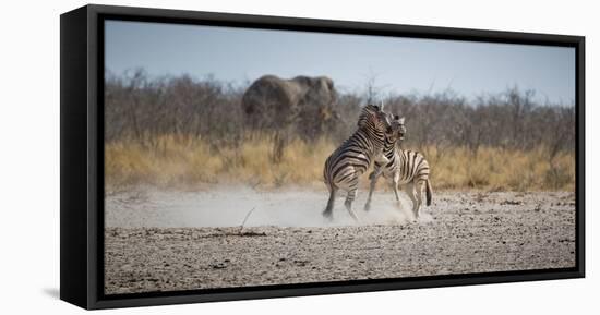 Plains Zebras, Equus Quagga, Fighting, with an Elephant in the Background-Alex Saberi-Framed Stretched Canvas