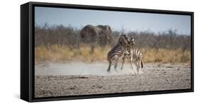 Plains Zebras, Equus Quagga, Fighting, with an Elephant in the Background-Alex Saberi-Framed Stretched Canvas