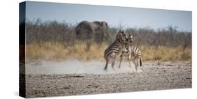 Plains Zebras, Equus Quagga, Fighting, with an Elephant in the Background-Alex Saberi-Stretched Canvas