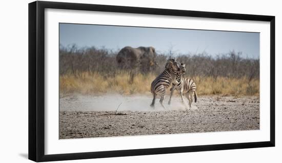 Plains Zebras, Equus Quagga, Fighting, with an Elephant in the Background-Alex Saberi-Framed Photographic Print