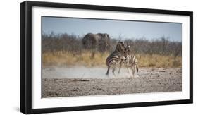 Plains Zebras, Equus Quagga, Fighting, with an Elephant in the Background-Alex Saberi-Framed Photographic Print