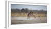 Plains Zebras, Equus Quagga, Fighting, with an Elephant in the Background-Alex Saberi-Framed Photographic Print