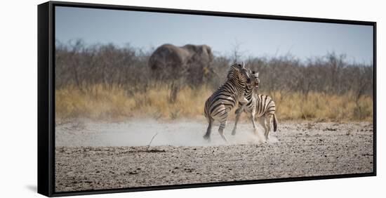 Plains Zebras, Equus Quagga, Fighting, with an Elephant in the Background-Alex Saberi-Framed Stretched Canvas