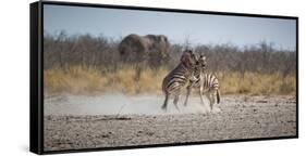 Plains Zebras, Equus Quagga, Fighting, with an Elephant in the Background-Alex Saberi-Framed Stretched Canvas