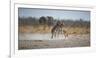 Plains Zebras, Equus Quagga, Fighting, with an Elephant in the Background-Alex Saberi-Framed Photographic Print