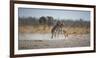 Plains Zebras, Equus Quagga, Fighting, with an Elephant in the Background-Alex Saberi-Framed Photographic Print