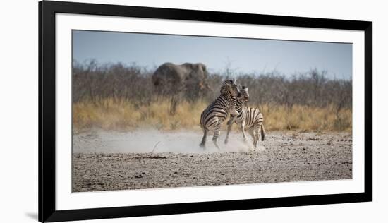 Plains Zebras, Equus Quagga, Fighting, with an Elephant in the Background-Alex Saberi-Framed Photographic Print