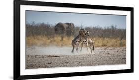 Plains Zebras, Equus Quagga, Fighting, with an Elephant in the Background-Alex Saberi-Framed Photographic Print