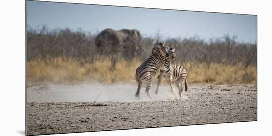 Plains Zebras, Equus Quagga, Fighting, with an Elephant in the Background-Alex Saberi-Mounted Photographic Print