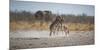 Plains Zebras, Equus Quagga, Fighting, with an Elephant in the Background-Alex Saberi-Mounted Photographic Print