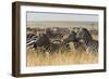 Plains Zebras (Equus Quagga), Masai Mara, Kenya, East Africa, Africa-Sergio Pitamitz-Framed Photographic Print