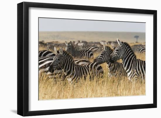 Plains Zebras (Equus Quagga), Masai Mara, Kenya, East Africa, Africa-Sergio Pitamitz-Framed Photographic Print