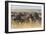 Plains Zebras (Equus Quagga), Masai Mara, Kenya, East Africa, Africa-Sergio Pitamitz-Framed Photographic Print