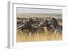 Plains Zebras (Equus Quagga), Masai Mara, Kenya, East Africa, Africa-Sergio Pitamitz-Framed Photographic Print