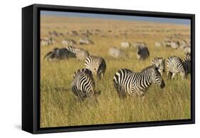 Plains Zebras (Equus Quagga), Masai Mara, Kenya, East Africa, Africa-Sergio Pitamitz-Framed Stretched Canvas