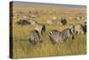 Plains Zebras (Equus Quagga), Masai Mara, Kenya, East Africa, Africa-Sergio Pitamitz-Stretched Canvas