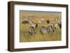 Plains Zebras (Equus Quagga), Masai Mara, Kenya, East Africa, Africa-Sergio Pitamitz-Framed Photographic Print