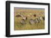 Plains Zebras (Equus Quagga), Masai Mara, Kenya, East Africa, Africa-Sergio Pitamitz-Framed Photographic Print