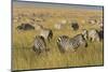 Plains Zebras (Equus Quagga), Masai Mara, Kenya, East Africa, Africa-Sergio Pitamitz-Mounted Photographic Print