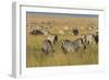 Plains Zebras (Equus Quagga), Masai Mara, Kenya, East Africa, Africa-Sergio Pitamitz-Framed Photographic Print