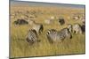 Plains Zebras (Equus Quagga), Masai Mara, Kenya, East Africa, Africa-Sergio Pitamitz-Mounted Photographic Print