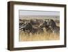 Plains Zebras (Equus Quagga), Masai Mara, Kenya, East Africa, Africa-Sergio Pitamitz-Framed Photographic Print