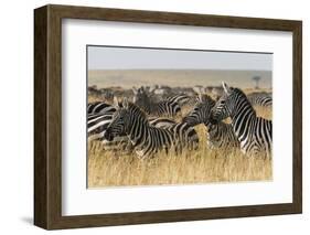 Plains Zebras (Equus Quagga), Masai Mara, Kenya, East Africa, Africa-Sergio Pitamitz-Framed Photographic Print