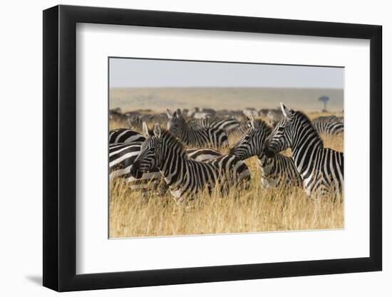 Plains Zebras (Equus Quagga), Masai Mara, Kenya, East Africa, Africa-Sergio Pitamitz-Framed Photographic Print