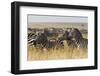 Plains Zebras (Equus Quagga), Masai Mara, Kenya, East Africa, Africa-Sergio Pitamitz-Framed Photographic Print