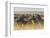 Plains Zebras (Equus Quagga), Masai Mara, Kenya, East Africa, Africa-Sergio Pitamitz-Framed Photographic Print