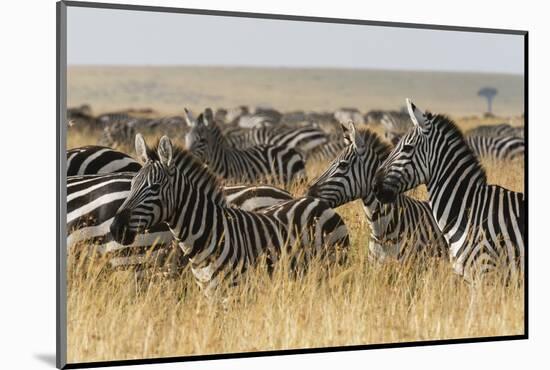 Plains Zebras (Equus Quagga), Masai Mara, Kenya, East Africa, Africa-Sergio Pitamitz-Mounted Photographic Print