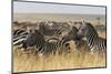 Plains Zebras (Equus Quagga), Masai Mara, Kenya, East Africa, Africa-Sergio Pitamitz-Mounted Photographic Print