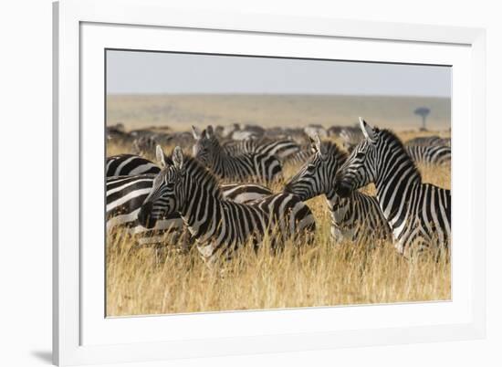 Plains Zebras (Equus Quagga), Masai Mara, Kenya, East Africa, Africa-Sergio Pitamitz-Framed Photographic Print