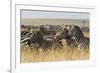 Plains Zebras (Equus Quagga), Masai Mara, Kenya, East Africa, Africa-Sergio Pitamitz-Framed Photographic Print