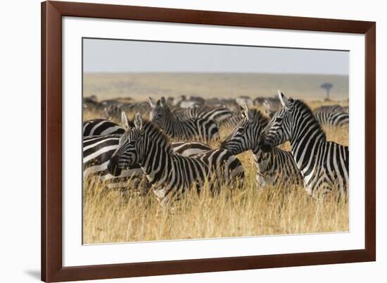 Plains Zebras (Equus Quagga), Masai Mara, Kenya, East Africa, Africa-Sergio Pitamitz-Framed Photographic Print