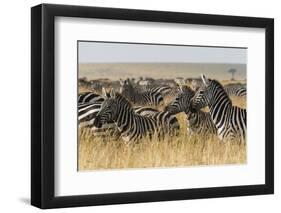 Plains Zebras (Equus Quagga), Masai Mara, Kenya, East Africa, Africa-Sergio Pitamitz-Framed Premium Photographic Print