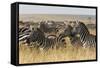 Plains Zebras (Equus Quagga), Masai Mara, Kenya, East Africa, Africa-Sergio Pitamitz-Framed Stretched Canvas