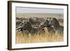 Plains Zebras (Equus Quagga), Masai Mara, Kenya, East Africa, Africa-Sergio Pitamitz-Framed Photographic Print