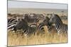 Plains Zebras (Equus Quagga), Masai Mara, Kenya, East Africa, Africa-Sergio Pitamitz-Mounted Photographic Print