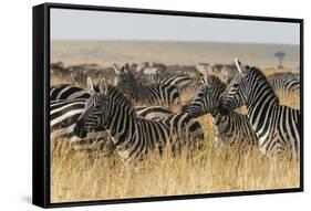 Plains Zebras (Equus Quagga), Masai Mara, Kenya, East Africa, Africa-Sergio Pitamitz-Framed Stretched Canvas
