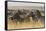 Plains Zebras (Equus Quagga), Masai Mara, Kenya, East Africa, Africa-Sergio Pitamitz-Framed Stretched Canvas