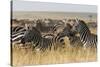 Plains Zebras (Equus Quagga), Masai Mara, Kenya, East Africa, Africa-Sergio Pitamitz-Stretched Canvas
