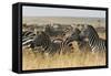 Plains Zebras (Equus Quagga), Masai Mara, Kenya, East Africa, Africa-Sergio Pitamitz-Framed Stretched Canvas