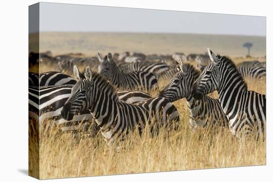 Plains Zebras (Equus Quagga), Masai Mara, Kenya, East Africa, Africa-Sergio Pitamitz-Stretched Canvas